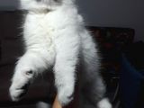 Scottish Fold Dişi Yavrular 