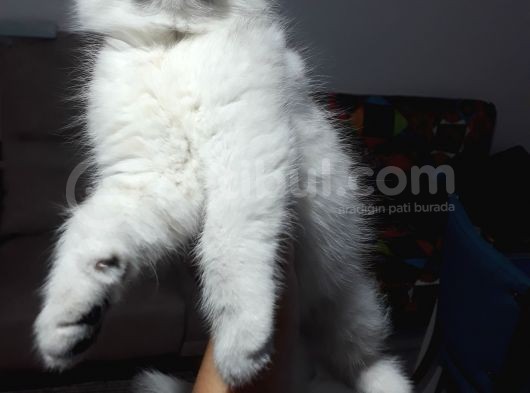 Scottish Fold Dişi Yavrular  görsel