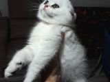 Scottish Fold Dişi Yavrular 