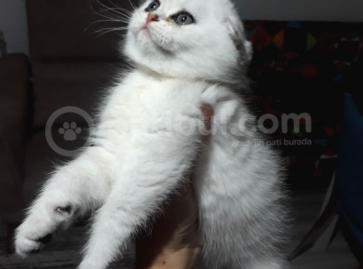 Scottish Fold Dişi Yavrular  görsel