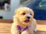 Teacup Malti̇po Di̇şi̇