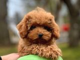 Türki̇yeni̇n En Güzel Toy Poodle Bebekleri̇