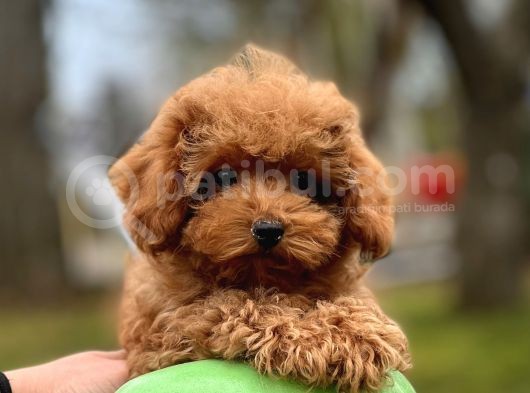 Türki̇yeni̇n En Güzel Toy Poodle Bebekleri̇ görsel