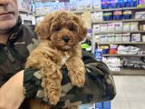 Red Brown Maltipoo