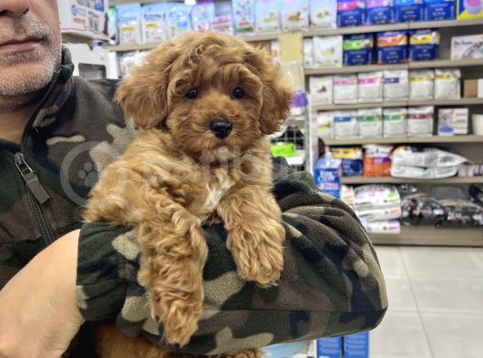 Red Brown Maltipoo görsel