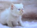 Bal Kedi̇mi̇z İran Persian