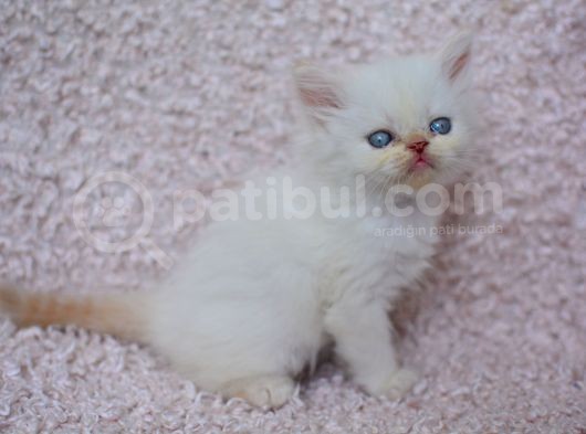 Bembeyaz Chinchilla Yavrumuz görsel