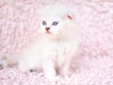 Deni̇z Gözlü Ns1133 Scottishfold Shorthair