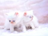 Eşsi̇z Kali̇tede İran Persian Yavrularimiz
