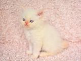 Prenses Chinchilla Yavrumuz