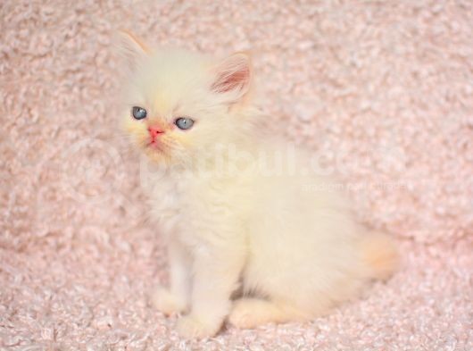 Prenses Chinchilla Yavrumuz görsel