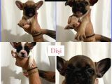 50 Günlük 2 Erkek 3 Dişi Fawn-red Fawn- Pied Fransız Bulldog Yavru