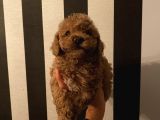 Ev Ortamında Büyüyen Poodle Yavrularımız