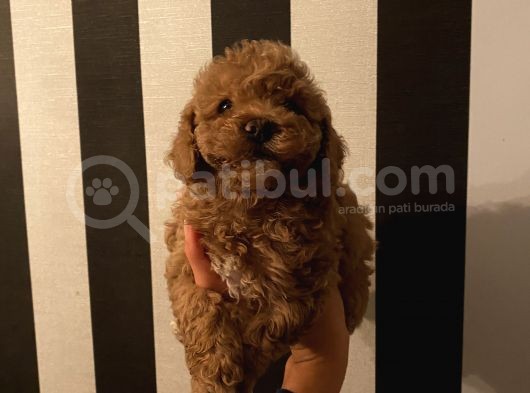 Ev Ortamında Büyüyen Poodle Yavrularımız görsel