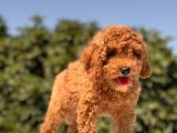 Irkinin En Güzel Toy Poodle Bebekleri̇