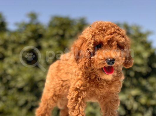 Irkinin En Güzel Toy Poodle Bebekleri̇ görsel