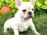 70 Günlük Baby French Bulldog Yavrulari