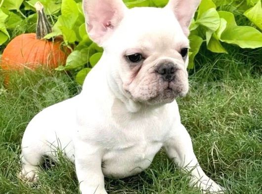 70 Günlük Baby French Bulldog Yavrulari