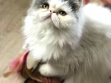 Safkan Exotic Prenses