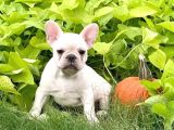 A Kali̇te French Bulldog Yavrulari