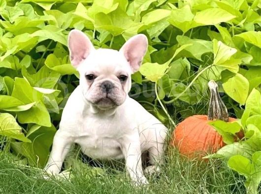 A Kali̇te French Bulldog Yavrulari