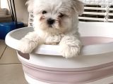 Gerçek Kore Kan Full Secereli Erkek Maltese Terrier