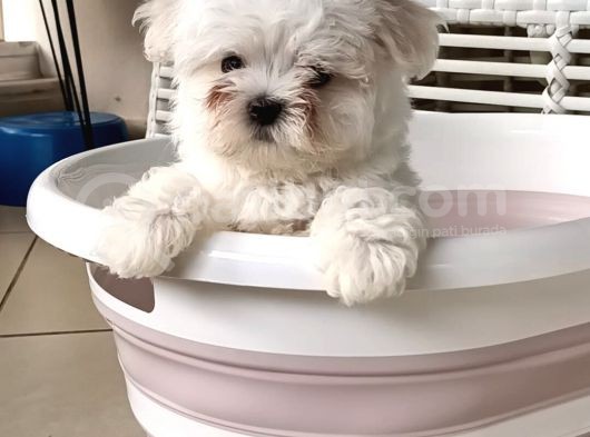 Gerçek Kore Kan Full Secereli Erkek Maltese Terrier