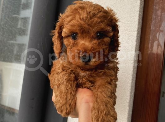 Ev Ortamında Büyüyen Poodle Yavrularımız görsel