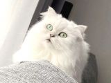 Aci̇lll Yetişkin Ve Yavrular British Longhair