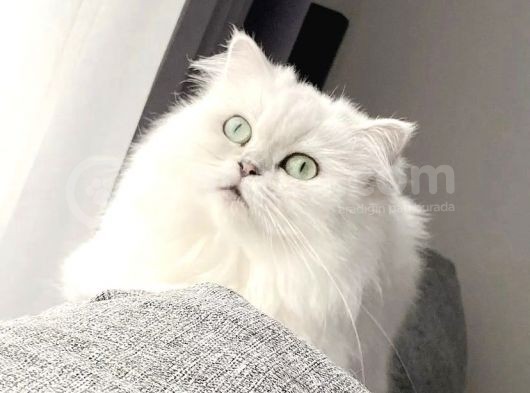 Aci̇lll Yetişkin Ve Yavrular British Longhair