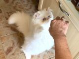 Pamuk Prens Exotic Longhair