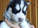 Maviş Gözlü Husky Yavrularımız Burkem Den