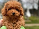 Türki̇yeni̇n En Güzel Toy Poodle Bebekleri̇