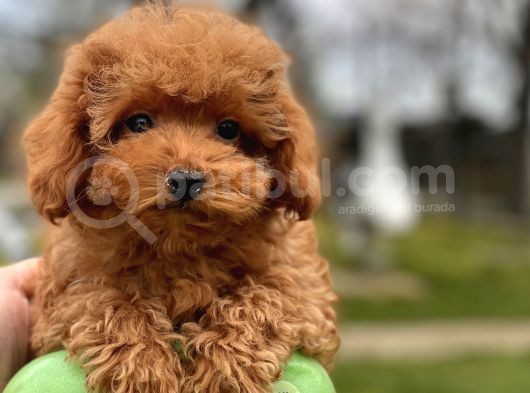 Türki̇yeni̇n En Güzel Toy Poodle Bebekleri̇ görsel