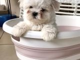 Gerçek Kore Kan Full Secereli Erkek Maltese Terrier
