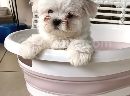 Gerçek Kore Kan Full Secereli Erkek Maltese Terrier görsel