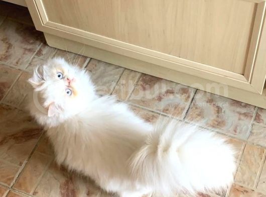 Pamuk Prens Exotic Longhair görsel