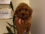 Safkan Aşılı Pasaportlu Toypoodle Bebeklerimiz