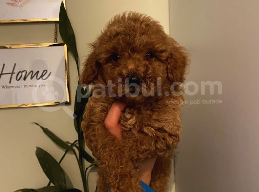 Safkan Aşılı Pasaportlu Toypoodle Bebeklerimiz görsel