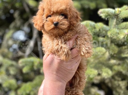 Sevimli Toy Poodle Bebekler görsel