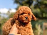 Irkinin En Güzel Toy Poodle Bebekleri̇