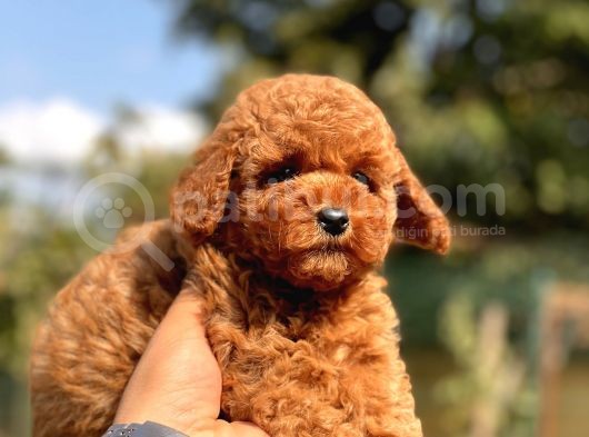 Irkinin En Güzel Toy Poodle Bebekleri̇