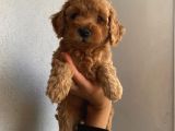 Ev Ortamında Büyüyen Poodle Yavrularımız
