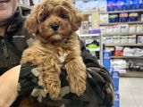 Red Brown Maltipoo