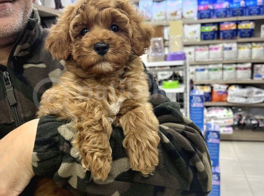 Red Brown Maltipoo