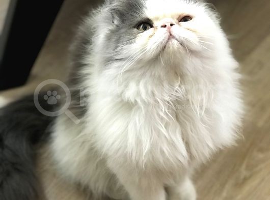 Safkan Exotic Prenses görsel