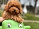 Türki̇yeni̇n En Güzel Toy Poodle Bebekleri̇