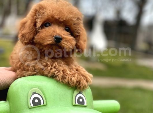 Türki̇yeni̇n En Güzel Toy Poodle Bebekleri̇ görsel