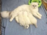 Aci̇lll Yetişkin Ve Yavrular British Longhair