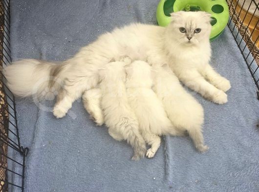 Aci̇lll Yetişkin Ve Yavrular British Longhair görsel